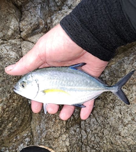 カスミアジの釣果