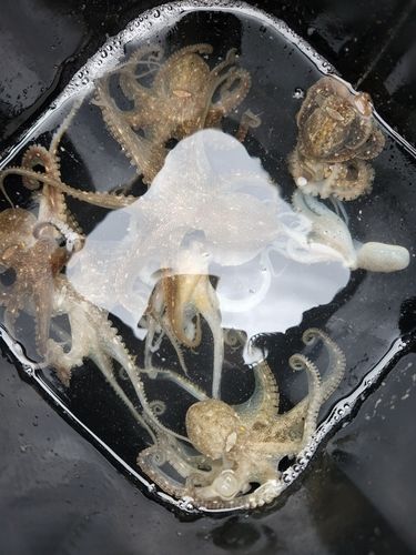 イイダコの釣果