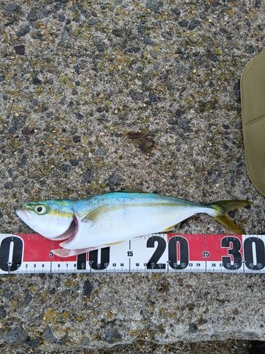イナダの釣果
