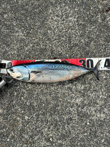 ソウダガツオの釣果