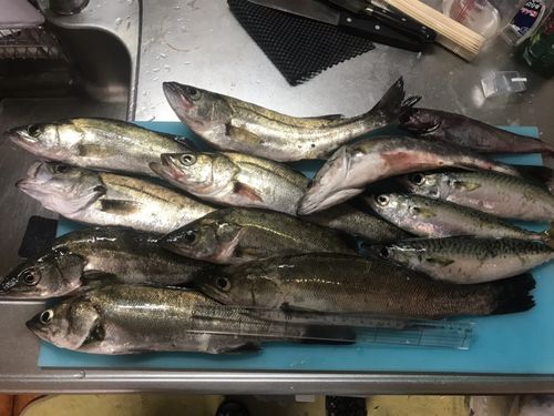 スズキの釣果