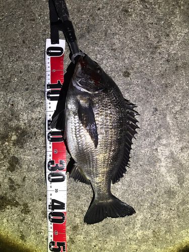 クロダイの釣果