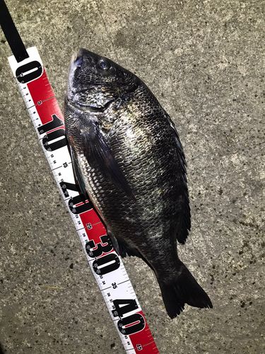 クロダイの釣果