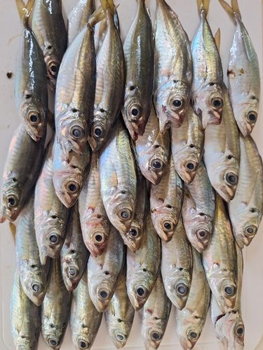 マアジの釣果