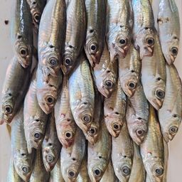 マアジ