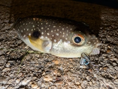 フグの釣果