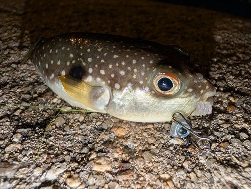 フグの釣果
