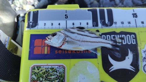 コトヒキの釣果