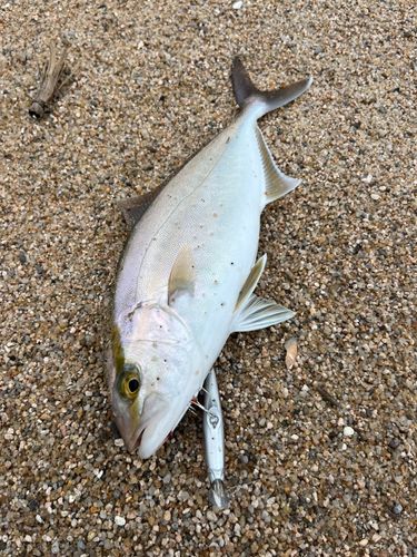 ショゴの釣果
