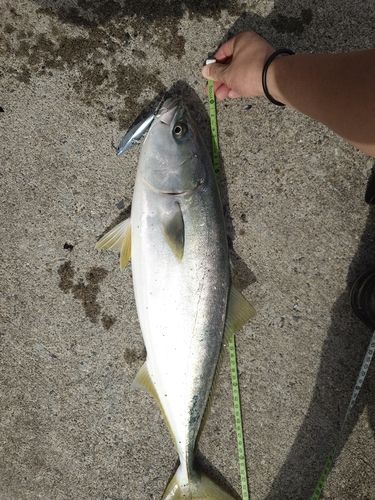 大槌湾