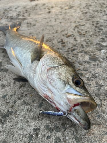 スズキの釣果