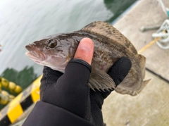 アイナメの釣果