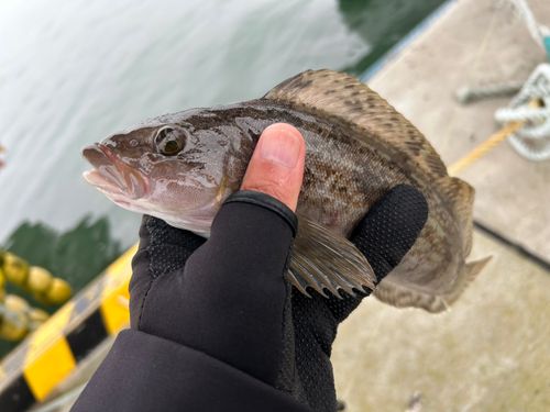 アイナメの釣果