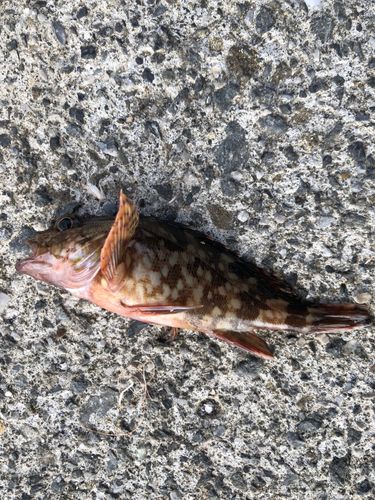 イワシの釣果