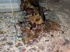 カサゴの釣果