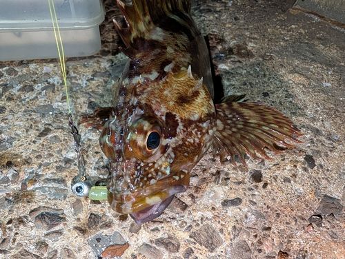 カサゴの釣果