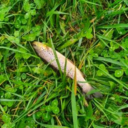 ブラウントラウト