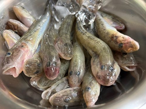 マハゼの釣果