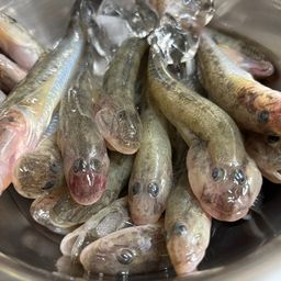 マハゼ