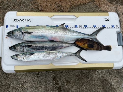 サゴシの釣果