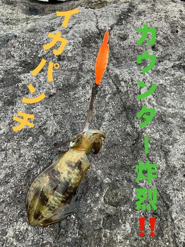 アオリイカの釣果