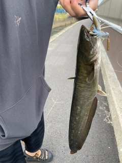 ナマズの釣果