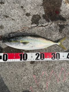 ワカシの釣果
