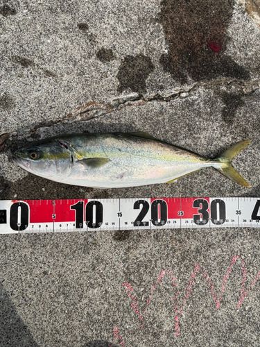 ワカシの釣果