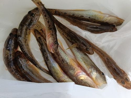 ハゼの釣果