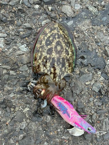 コウイカの釣果