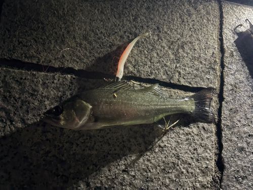 フッコ(ヒラスズキ)の釣果