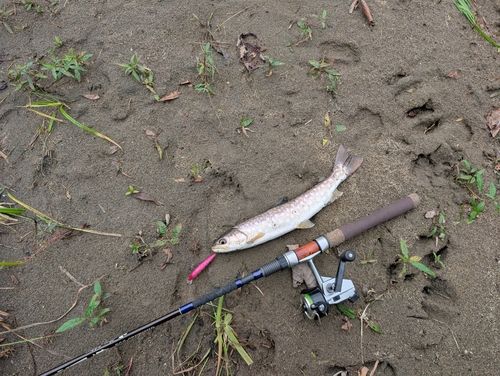 アメマスの釣果