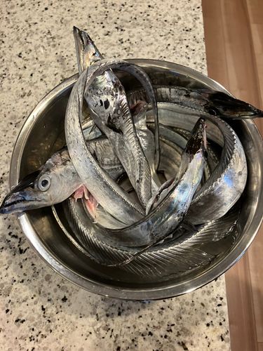 タチウオの釣果