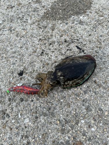 コウイカの釣果