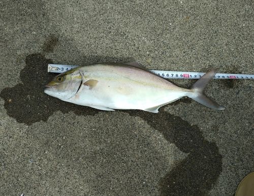 カンパチの釣果