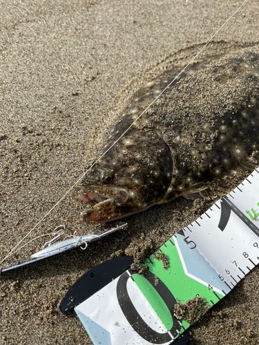 ソゲの釣果