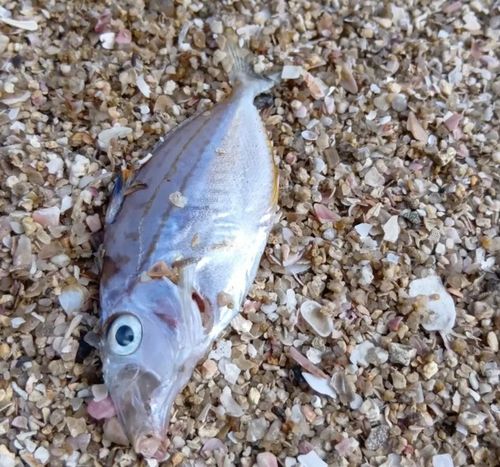 ヒイラギの釣果