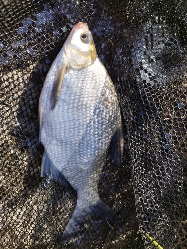 ダントウボウの釣果