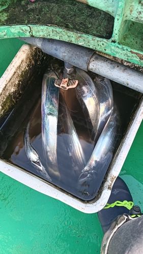 タチウオの釣果