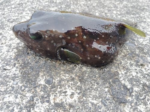 サザナミフグの釣果