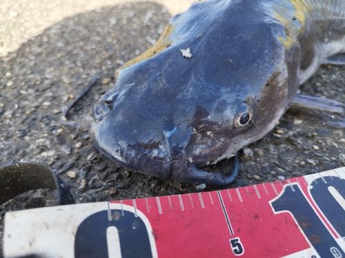 アメリカナマズの釣果