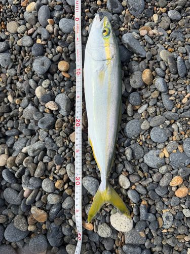 コゾクラの釣果