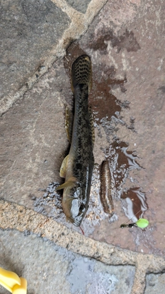 マハゼの釣果