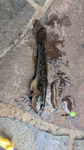 マハゼの釣果
