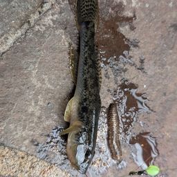 マハゼ