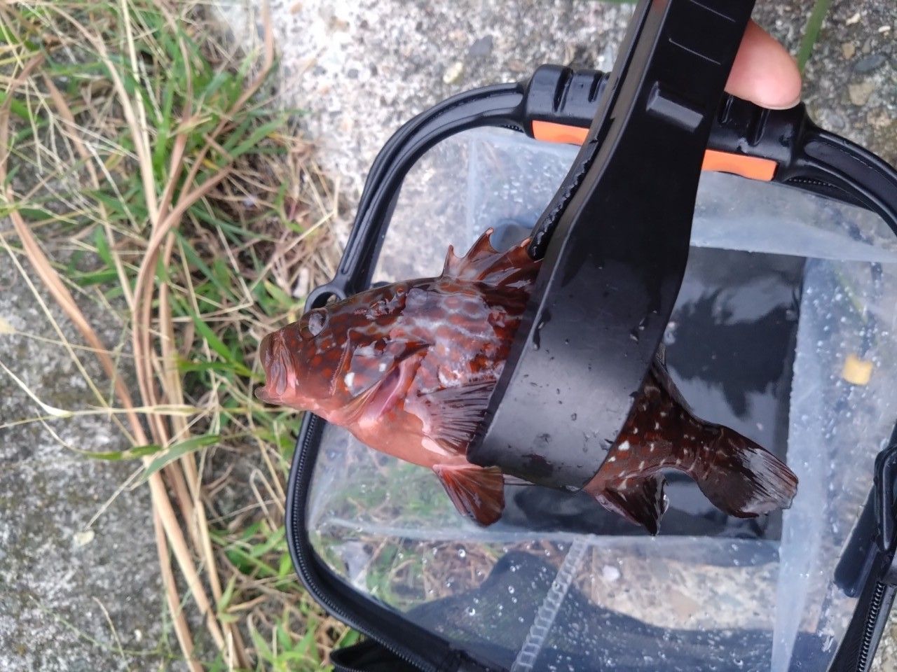 鯵道1G AD1– S502L Major Craft 1G Aji Do Series Spinning Rod AD1 S502L (4669