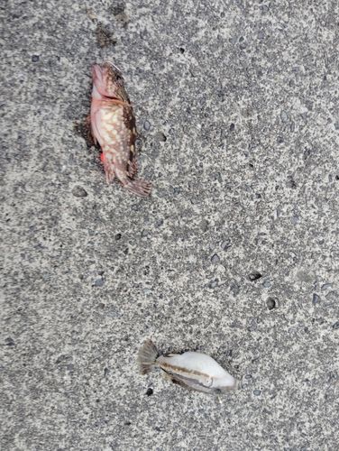 カサゴの釣果