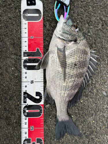 チヌの釣果