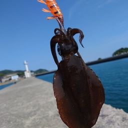 アオリイカ