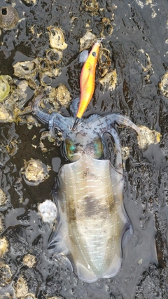 アオリイカの釣果